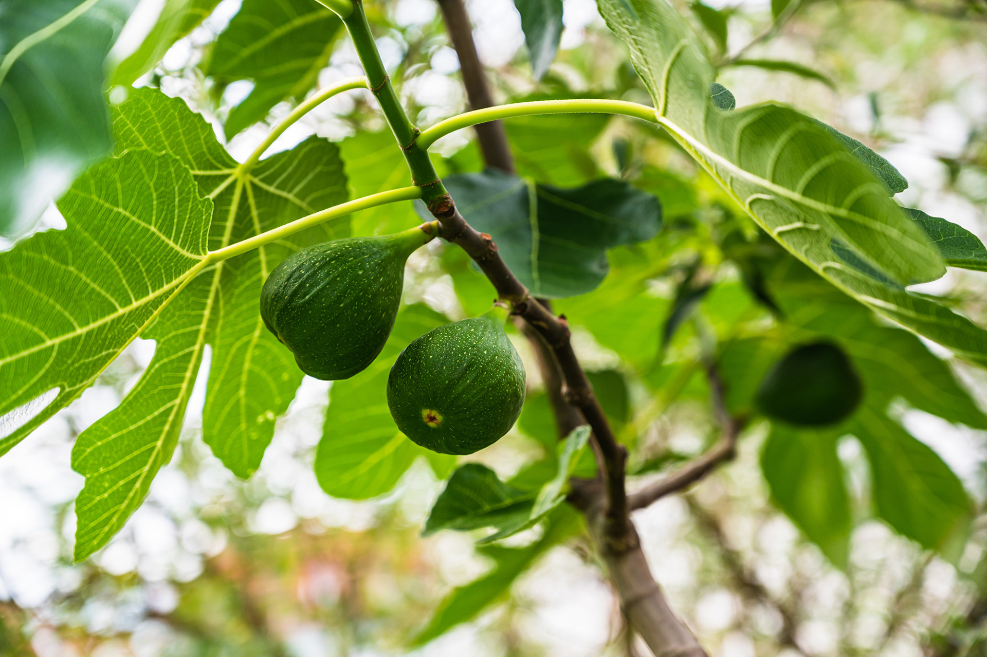 Fig tree Torres Tropical