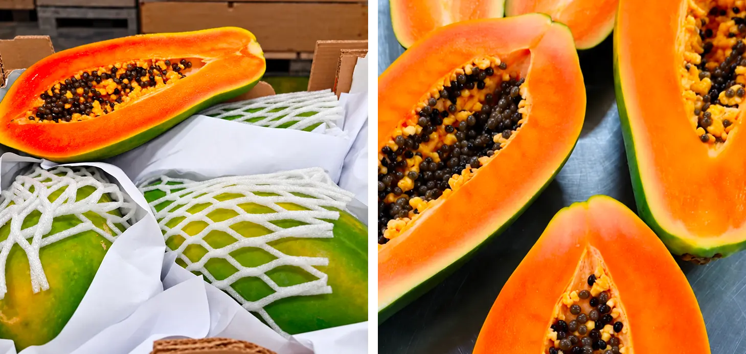 Papaya 2