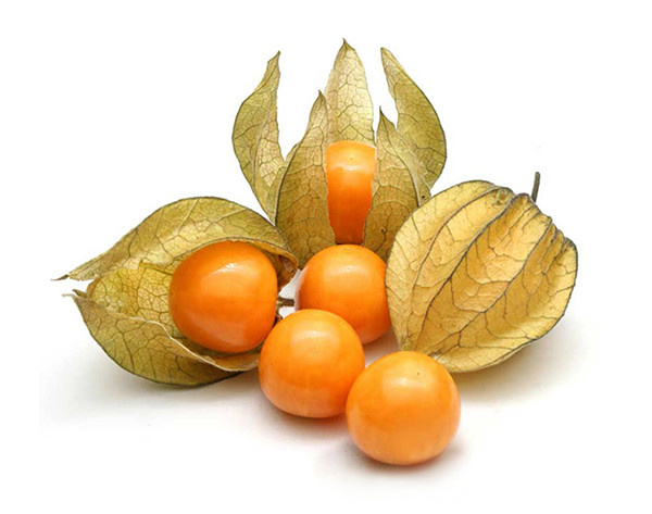 Physalis