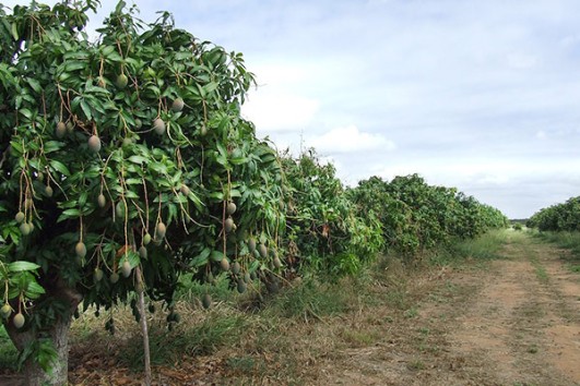Mango fields